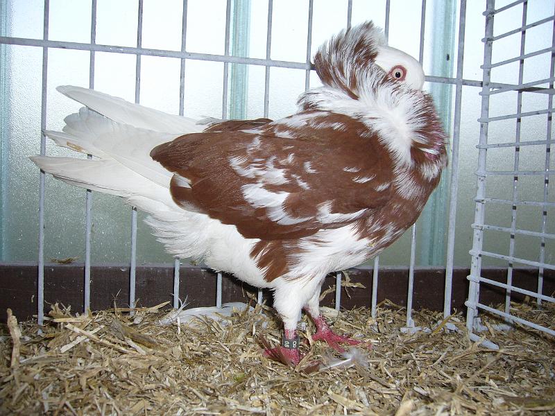 Delbrueck 2008 183.jpg - Althölländische Kapuziner von Franz Georg Freise Preis HV 96 Pokal